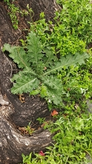 Cirsium vulgare image