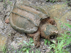 Macrochelys temminckii