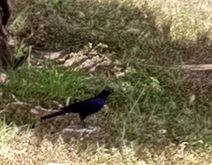 Lamprotornis purpuroptera