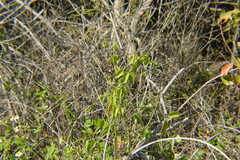 Funastrum clausum