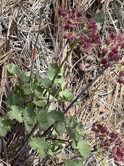 Lomatium lucidum