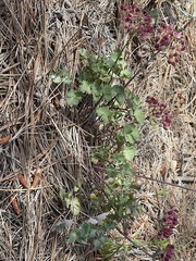 Lomatium lucidum