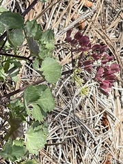 Lomatium lucidum