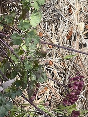 Lomatium lucidum