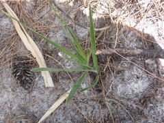 Hymenocallis palmeri