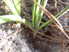 Hymenocallis palmeri