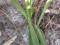Hymenocallis palmeri