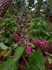 Salvia dorisiana