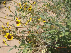 Encelia halimifolia