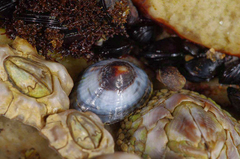 Siphonaria tasmanica