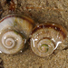 Amphibolid and Maningridid Snails - Photo (c) Ben Travaglini, some rights reserved (CC BY-NC), uploaded by Ben Travaglini