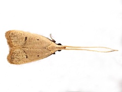 Lecithocera aulicousta