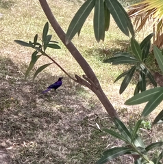 Lamprotornis purpuroptera