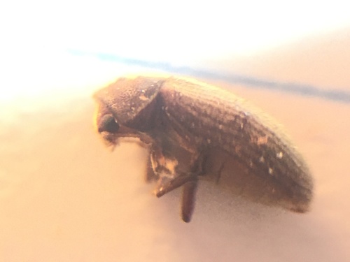 Drugstore beetle