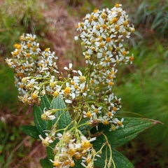Alloispermum integrifolium