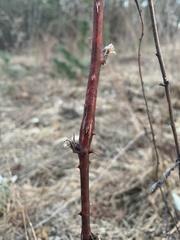 Neolasioptera nodulosa