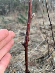 Neolasioptera nodulosa