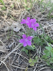 Phlox cuspidata