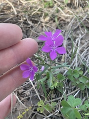 Phlox cuspidata