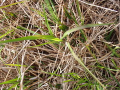 Panicum hemitomon