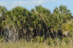 Sabal palmetto palmetto