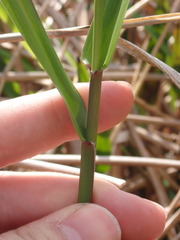 Panicum hemitomon