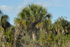 Sabal palmetto palmetto