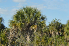 Sabal palmetto palmetto