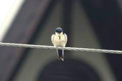 Pygochelidon cyanoleuca