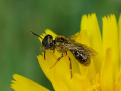 Lasioglossum laevissimum