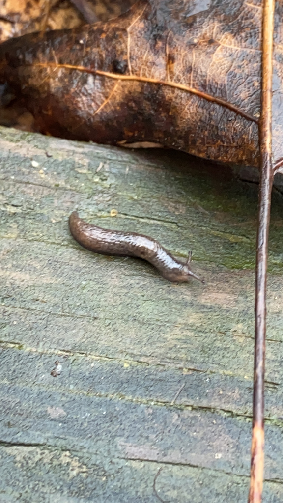 Meadow Slug from Pond Rd, Windsor, CT, US on April 06, 2022 at 12:28 PM ...