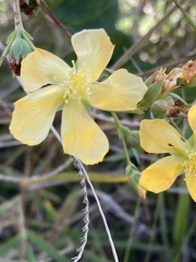 Hypericum connatum