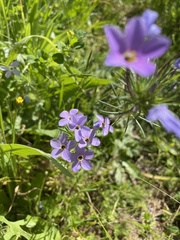 Leptosiphon androsaceus