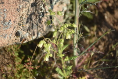 Emmenanthe penduliflora