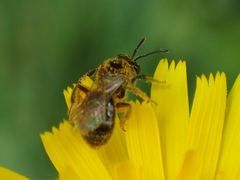 Lasioglossum laevissimum