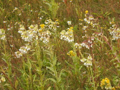 Tephroseris palustris