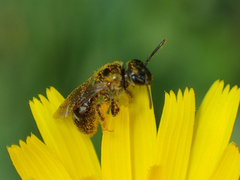Lasioglossum laevissimum
