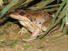 Leptodactylus bolivianus