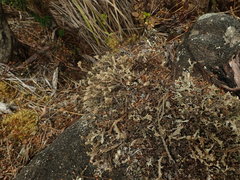 Cladonia southlandica