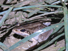 Leptodactylus bolivianus