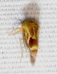 Ophiderma evelyna