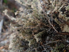 Cladonia southlandica