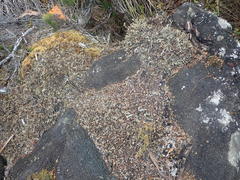 Cladonia southlandica