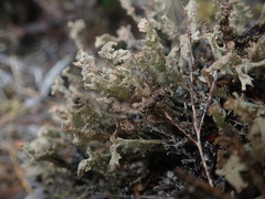 Cladonia southlandica