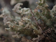 Cladonia southlandica