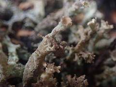 Cladonia southlandica