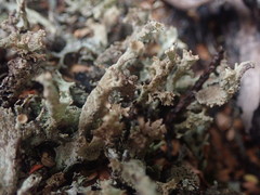 Cladonia southlandica