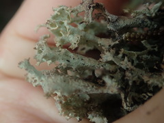 Cladonia southlandica
