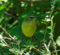 Phylloscartes ventralis