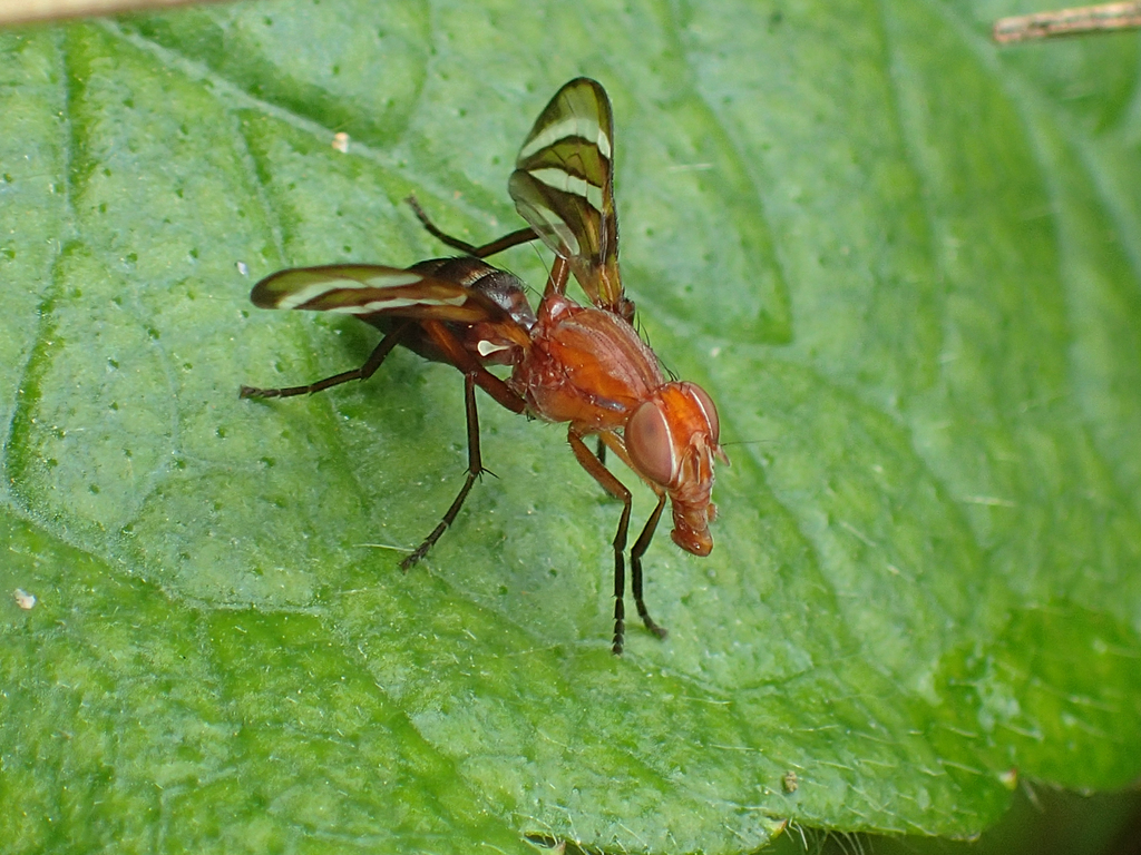 Cephaliini